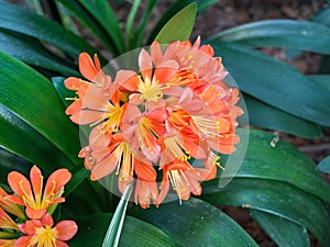 Orange Clivia miniata, the Natal lily or bush lily flower plant. Orange flower blooming