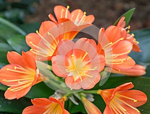 Orange Clivia miniata, the Natal lily or bush lily flower plant. Orange flower blooming