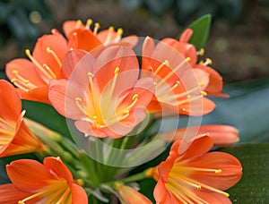 Orange Clivia miniata, the Natal lily or bush lily flower plant. Orange flower blooming