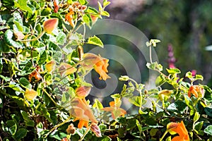 Orange clock vine Thunbergia gregorii blooming