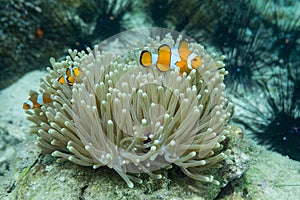 Orange clown fish