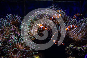 Orange clown fish with corals on aquarium in oceanarium. Ocean life