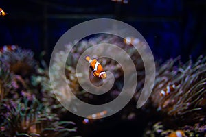 Orange clown fish with corals on aquarium in oceanarium. Ocean life