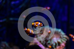 Orange clown fish with corals on aquarium in oceanarium. Ocean life