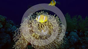 Orange Clown fish swimmig in Sea Anemone at night.