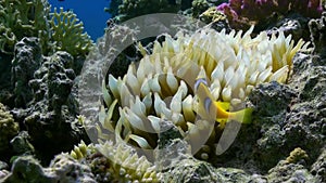 Orange Clown fish swimmig in Sea Anemone on reef.