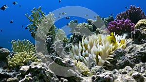 Orange Clown fish swimmig in Sea Anemone on reef.