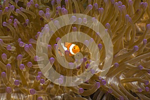 Orange clownfish