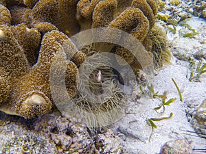 Orange clownfish in actinia. Coral reef underwater photo. Tropical sea shore snorkeling or diving.