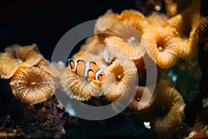 Orange Clownfish Or Amphiprion Percula Or Percula Clownfish And Clown Anemonefish Is A Popular Aquarium Fish photo