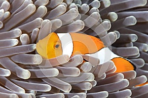 Orange clownfish in anemone