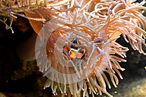 Orange Clownfish Hiding Inside Sea Anemone