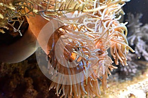 Orange Clownfish Hiding Inside Sea Anemone