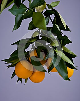 Orange cluster, grey background