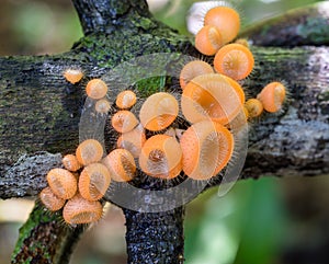 Orange Coat mushrooms