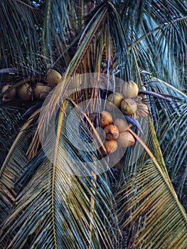 orange coconut fruit on a green leaf coconut tree