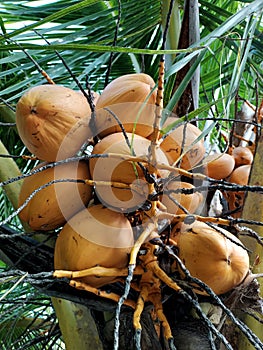orange coconut fruit and green leaf