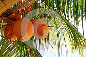 Orange Coconut Tree