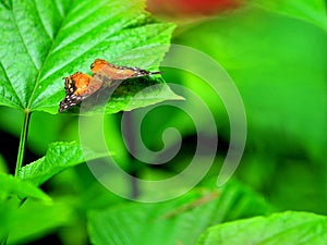 Orange Collie butterfly on green leaf