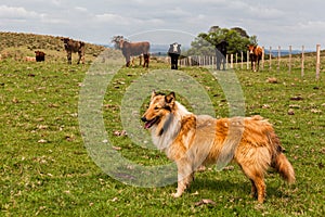 Collie and Cattle in Rio Grande do Sul Brazil photo