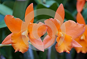 Orange color of Brassolaelio Cattleya 'Fuchs Orange Nugget Lea' orchids