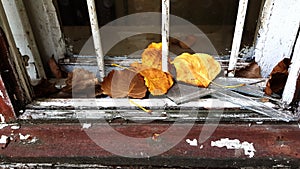 Orange color and brown dry leaves on retro wooden windowsill