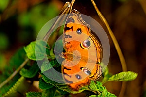 Orange color butterfly from Western Ghats photo