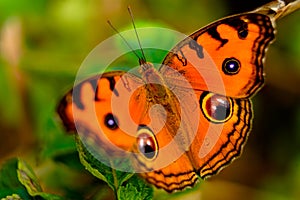 Orange color butterfly from Western Ghats photo