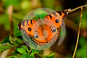 Orange color butterfly from Western Ghats photo