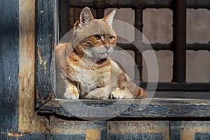 Orange color cat sitting in front of an old vintage window photo