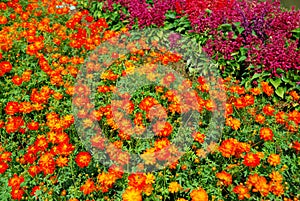 Orange Color cosmos Flower in flower garden - beautiful background in the garden Colorful flower abstract photo