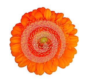 Orange color daisy gerbera isolated on white background, clipping path included