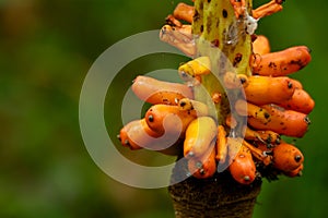 Orange color fruit of elephant foot yam