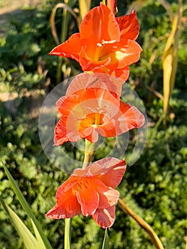 Orange color gladiolus flower in the field