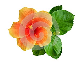 Orange color hibiscus flower with bud and leaves isolated on white background, path