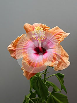 Orange color hibiscus flower with green leaves