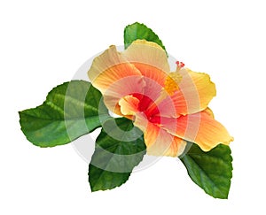 Orange color hibiscus flower with green leaves isolated on white background, path