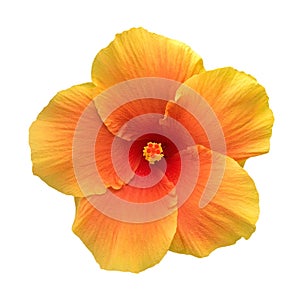 Orange color hibiscus flower top view isolated on white background, path photo