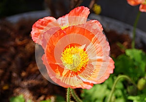 Orange color of Iceland Poppy `Champagne Bubbles Scarlet` flower