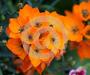 Orange color of Ornithogalum Dubium flowers