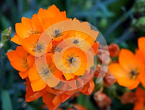 Orange color of Ornithogalum Dubium flowers at full bloom