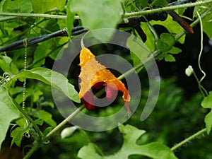 Orange color of pare (Momordica charantia) fruit