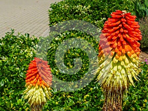 Orange color red hot poker flower with lush green hedge in the background
