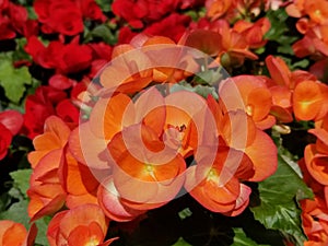 Orange color of Rieger Begonia flower blooming in the Spring