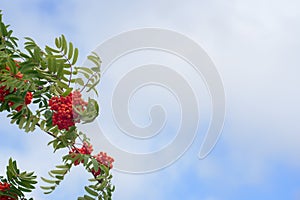 Orange color rowan berries on a windy summer day. Against a lightblue cloudy sky