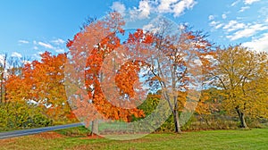 orange color sugar maple tree next to rural highway in Fall, blue sky and white clouds