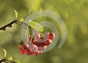 Orange -colored berries of he firethorn