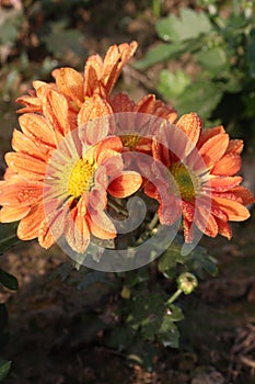 orange colored chrysantheme rot tautropfen flower on farm