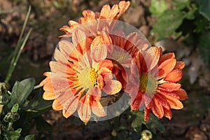 orange colored chrysantheme rot tautropfen flower on farm