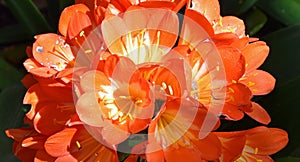 Orange colored cluster of trumpet-shaped flowers Clivia miniata photo